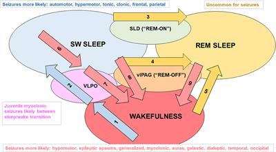 The Molecular Genetic Interaction Between Circadian Rhythms and Susceptibility to Seizures and Epilepsy